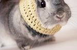 bunny in cowl